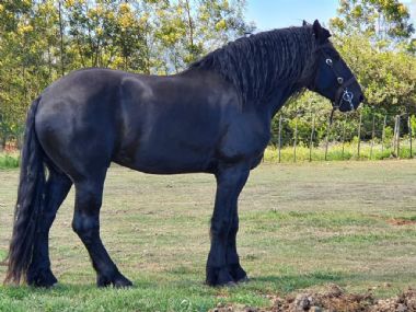 SA-Percheron-2021-20_1_th1.jpg