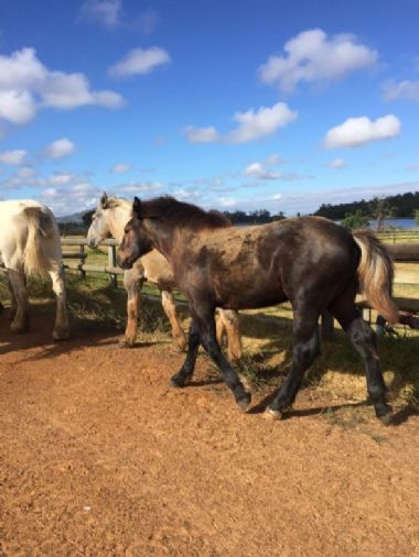 SA-Percheron-2021-21_1_th1.jpg