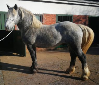 SA-Percheron-2021-22_1_th1.jpg