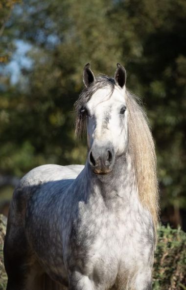 SA-Percheron-2021-23_1_th1.jpg