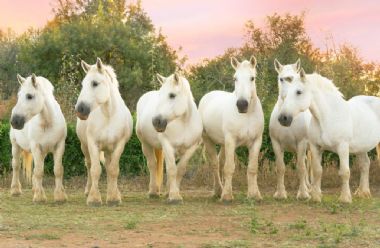 SA-Percheron-2021-24_1_th1.jpg