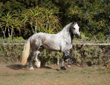 SA-Percheron-2021-25_1_th1.jpg