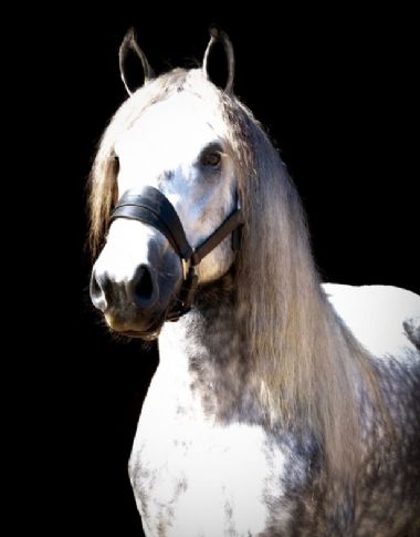 SA-Percheron-2021-26_1_th1.jpg