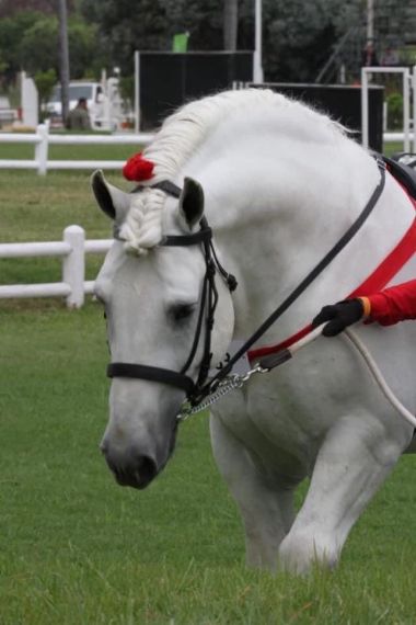 SA-Percheron-2021-28_1_th1.jpg