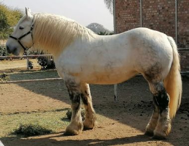 SA-Percheron-2021-30_1_th1.jpg