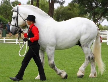 SA-Percheron-2021-31_1_th1.jpg