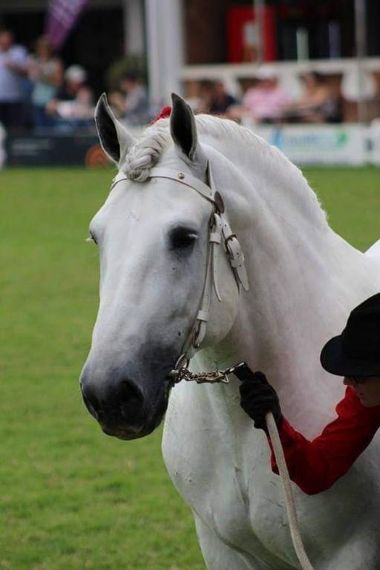SA-Percheron-2021-32_1_th1.jpg