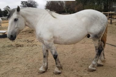 SA-Percheron-2021-33_1_th1.jpg