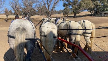 SA-Percheron-2021-34_1_th1.jpg