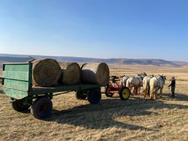 SA-Percheron-2021-35_1_th1.jpg