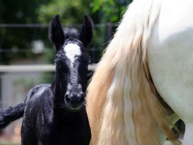 Summerwind-Sharifa-as-'n-vul_1_th1.jpg