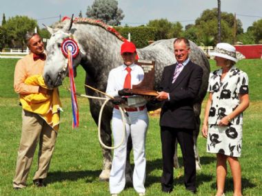 Percheron Horse of the Year 2011