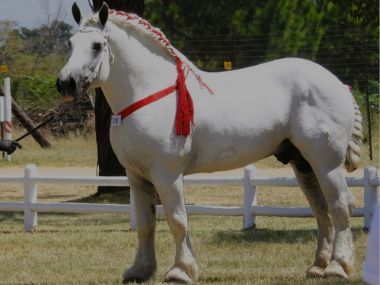 Percheron Breeders Society SA
