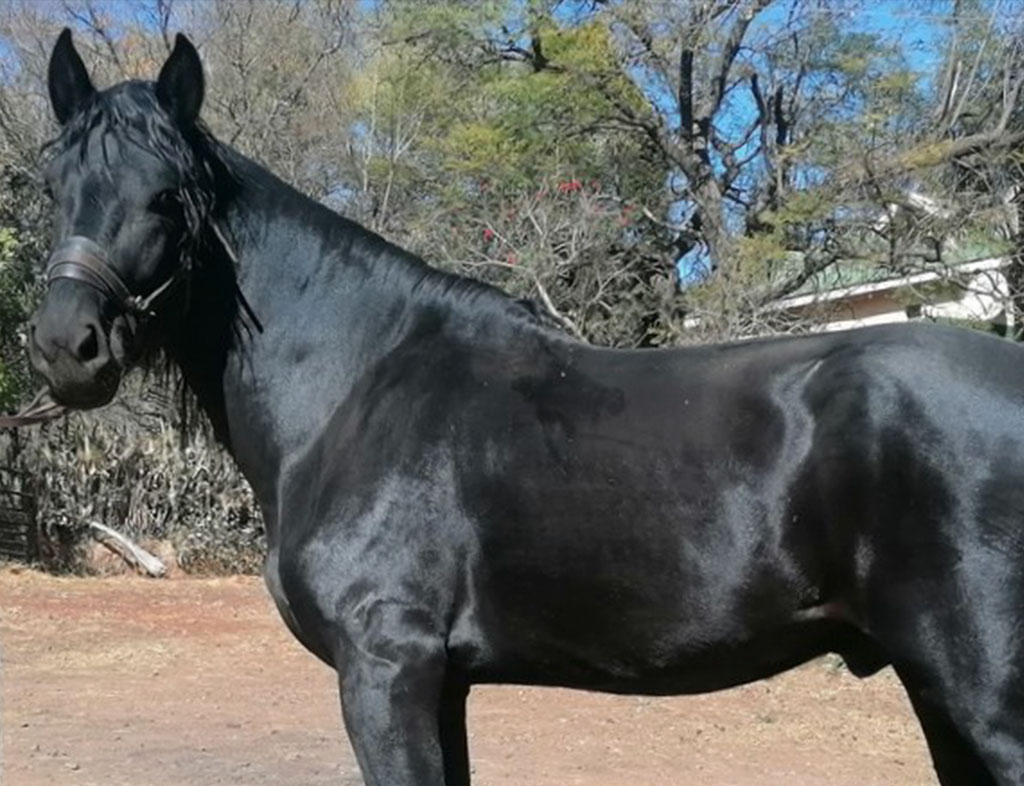 Sterkfontein Prospector's Kristoff