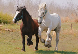 Mullilo Percheron Stud